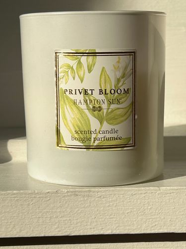 Hampton Sun Privet Bloom Candle Duftkerze Sojawachs blumig